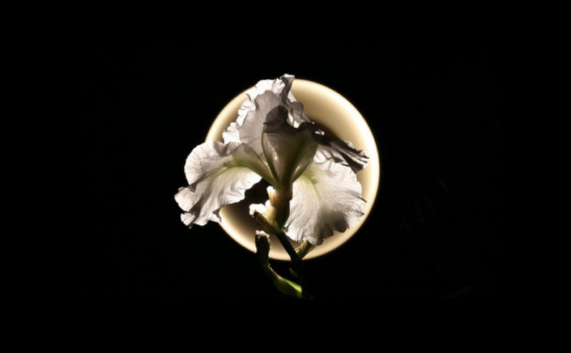 “Dark Dopamine Ceremony” by Class Actress